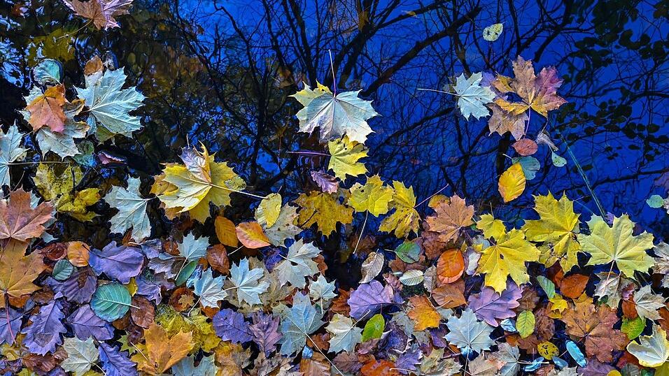 Im Herbst zeigt sich die Natur bunt Im Herbst zeigt sich die Natur bunt