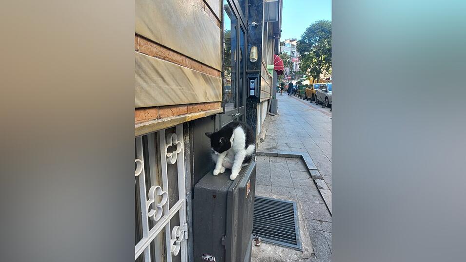Man trifft sie wirklich überall an: Katzen in Istanbul.