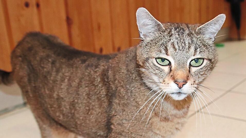 Das Katzenhaus im Tierheim ist voll. Nicht immer k&ouml;nnen die Stubentiger mit sehr individuellem Charakter wieder vermittelt werden.