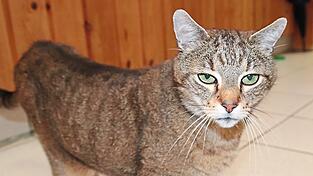 Das Katzenhaus im Tierheim ist voll. Nicht immer k&ouml;nnen die Stubentiger mit sehr individuellem Charakter wieder vermittelt werden.