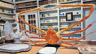 Die prominente Riesenkrabbe hat eine Spannweite von 3,20 Metern.