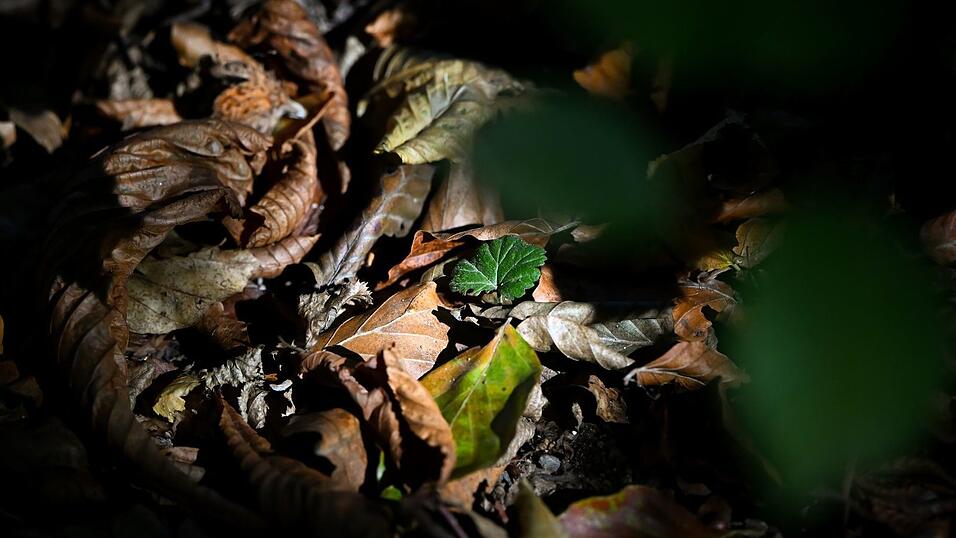 Der Herbst kündigt sich an: Laub liegt auf einem Waldboden. Der Herbst kündigt sich an: Laub liegt auf einem Waldboden.