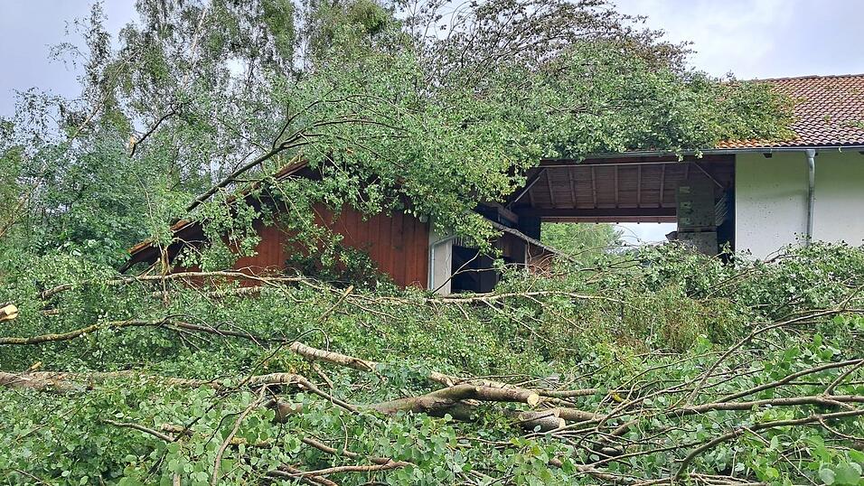 B&auml;ume sind in Privatg&auml;rten gelandet.