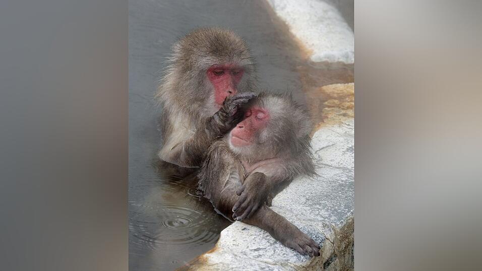 Japanmakaken baden gerne in hei&szlig;en Quellen.