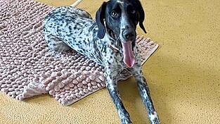 Nicht nur Kaninchen suchen ein 'f&uuml;r immer Zuhause': 22 Hunde und 36 Katzen leben aktuell im Tierheim.