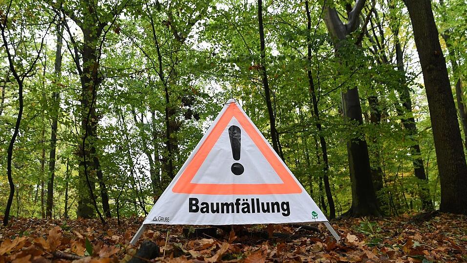 Beim Umdrücken rutschte die Buche am Hang ab und streifte dabei einen abgestorbenen Baum. (Symbolbild) Beim Umdrücken rutschte die Buche am Hang ab und streifte dabei einen abgestorbenen Baum. (Symbolbild)