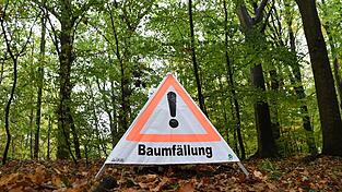 Beim Umdrücken rutschte die Buche am Hang ab und streifte dabei einen abgestorbenen Baum. (Symbolbild) Beim Umdrücken rutschte die Buche am Hang ab und streifte dabei einen abgestorbenen Baum. (Symbolbild)