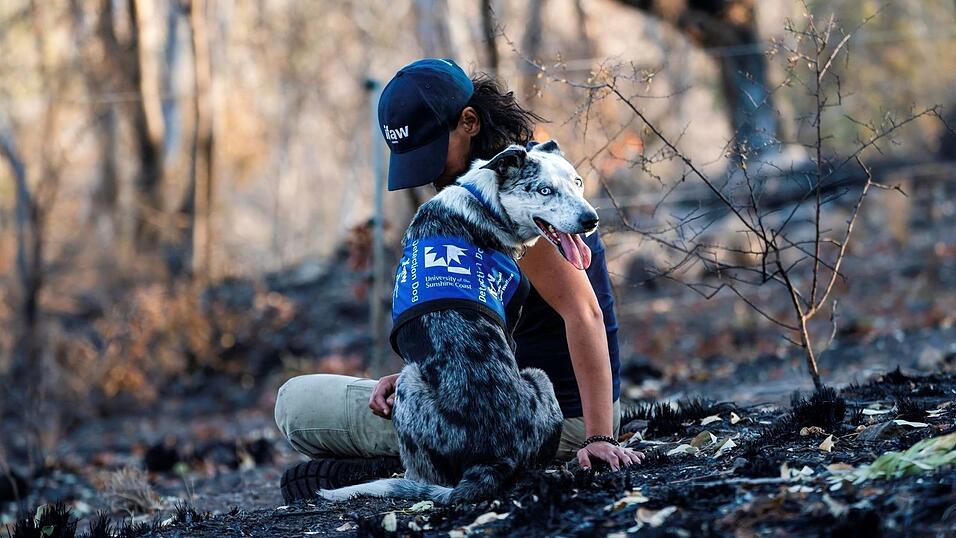 Einst galt er als Problemhund - dann fand der energiegeladene Bear seine Lebensaufgabe in den australischen W&auml;ldern. (Archivbild)