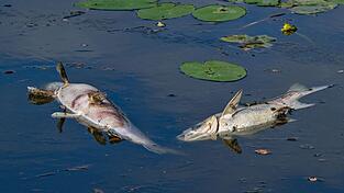 In einem kleineren See in Nürnberg starben auffällig viele Fische. (Symbolbild) In einem kleineren See in Nürnberg starben auffällig viele Fische. (Symbolbild)