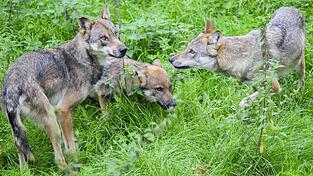 Die Wolfsgruppe auf dem Truppenübungsplatz Grafenwöhr ist inzwischen mit Nachwuchs unterwegs. Die umliegenden Landwirte sind darüber gar nicht begeistert.