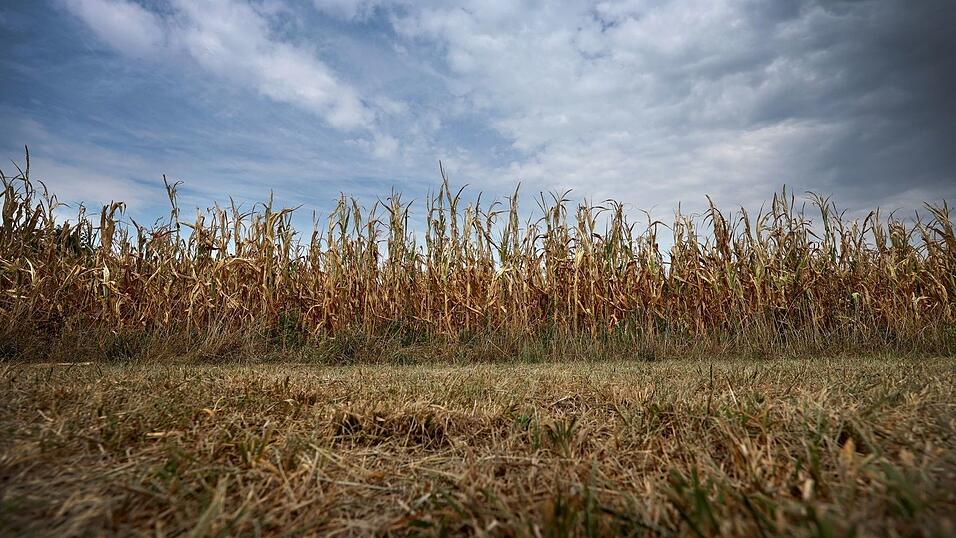 Bayerns Landwirtschaft leidet unter Trockenheit. (Symbolbild) Bayerns Landwirtschaft leidet unter Trockenheit. (Symbolbild)