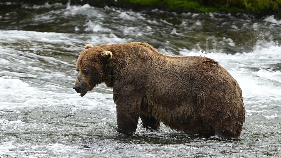 Braunbär 32 «Chunk» ist im Juli noch deutlich schlanker. (Handout)