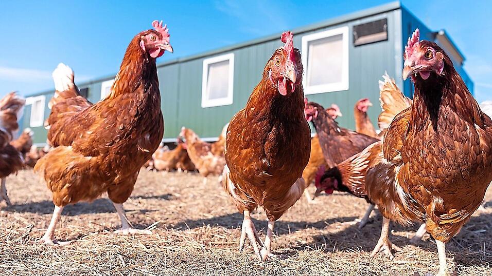 Erneut ist Gefl&uuml;gel aus der Region von der Newcastle-Krankheit betroffen. (Symbolfoto)