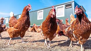 Erneut ist Geflügel aus der Region von der Newcastle-Krankheit betroffen. (Symbolfoto) Erneut ist Geflügel aus der Region von der Newcastle-Krankheit betroffen. (Symbolfoto)