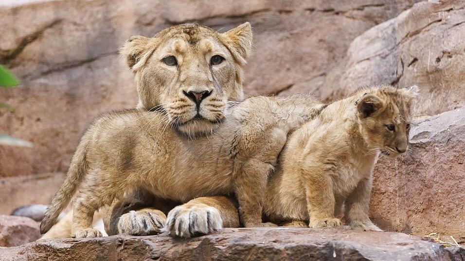 L&ouml;win Aarany bekommt nicht zum ersten Mal Nachwuchs im N&uuml;rnberger Tiergarten. (Archivbild)