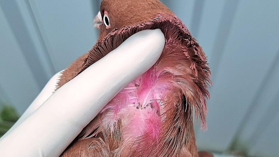 Die Mitarbeiter des LBV stellten fest, dass die Federn der Taube gestutzt worden waren. Außerdem entdeckten sie rosa Farbe im Nacken. Foto: LBV Die Mitarbeiter des LBV stellten fest, dass die Federn der Taube gestutzt worden waren. Außerdem entdeckten sie rosa Farbe im Nacken. Foto: LBV