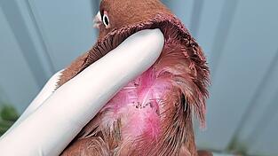 Die Mitarbeiter des LBV stellten fest, dass die Federn der Taube gestutzt worden waren. Außerdem entdeckten sie rosa Farbe im Nacken. Foto: LBV Die Mitarbeiter des LBV stellten fest, dass die Federn der Taube gestutzt worden waren. Außerdem entdeckten sie rosa Farbe im Nacken. Foto: LBV