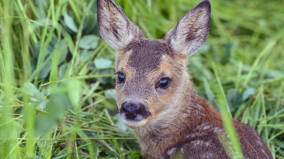 Der Jagdpächter kümmerte sich um das tote Tier. (Symbolbild) Der Jagdpächter kümmerte sich um das tote Tier. (Symbolbild)