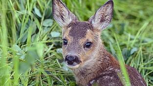 Der Jagdpächter kümmerte sich um das tote Tier. (Symbolbild)