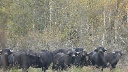 Auf der FFH-Fläche haben die Wasserbüffel viel Platz.