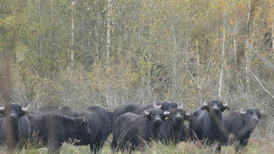 Auf der FFH-Fläche haben die Wasserbüffel viel Platz.