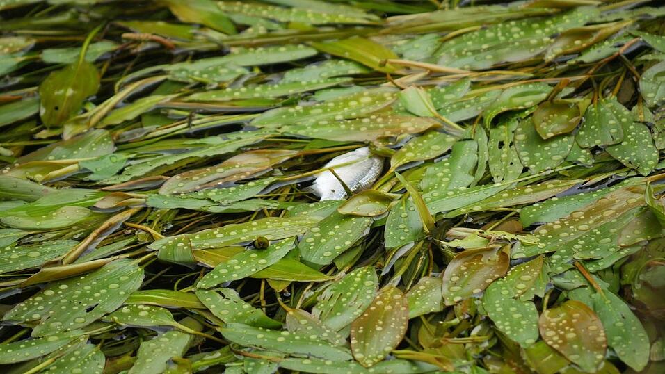 Noch am Freitag trieben in der Großen Laber viele tote Fische.