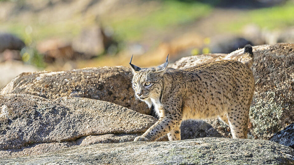 Ein Luchs mus nun von seiner Gef&auml;hrtin getrennt werden. (Symbolbild)