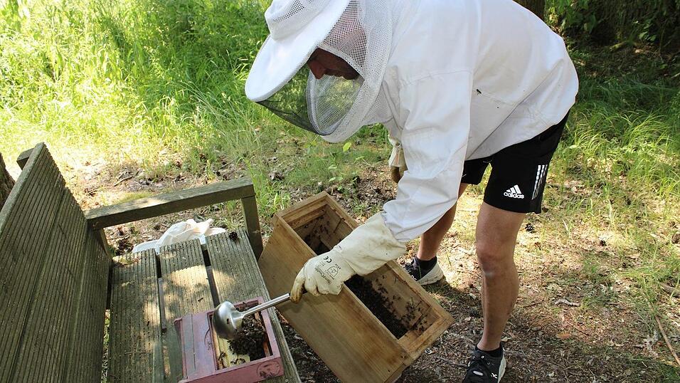 Mit einem Sch&ouml;pfl&ouml;ffel Bienen bef&uuml;llt Althammer die Begattungsk&auml;stchen.