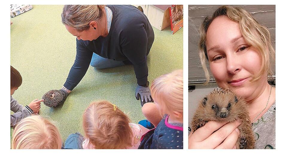 Auch Schulen und Kindergärten besucht 'Igelmama' Maria Hain mit ihren Pfleglingen, um für Verständnis für die Gartenbewohner zu werben. Rechts: Maria Hain mit einem ihrer stacheligen Schützlinge. Auch Schulen und Kindergärten besucht 'Igelmama' Maria Hain mit ihren Pfleglingen, um für Verständnis für die Gartenbewohner zu werben. Rechts: Maria Hain mit einem ihrer stacheligen Schützlinge.