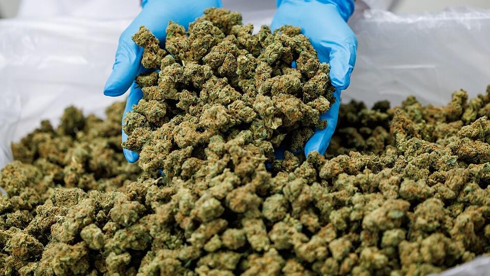 Importe von Medizinal-Cannabis steigen stark. (Archivbild) Importe von Medizinal-Cannabis steigen stark. (Archivbild)