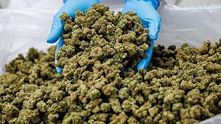 Importe von Medizinal-Cannabis steigen stark. (Archivbild) Importe von Medizinal-Cannabis steigen stark. (Archivbild)