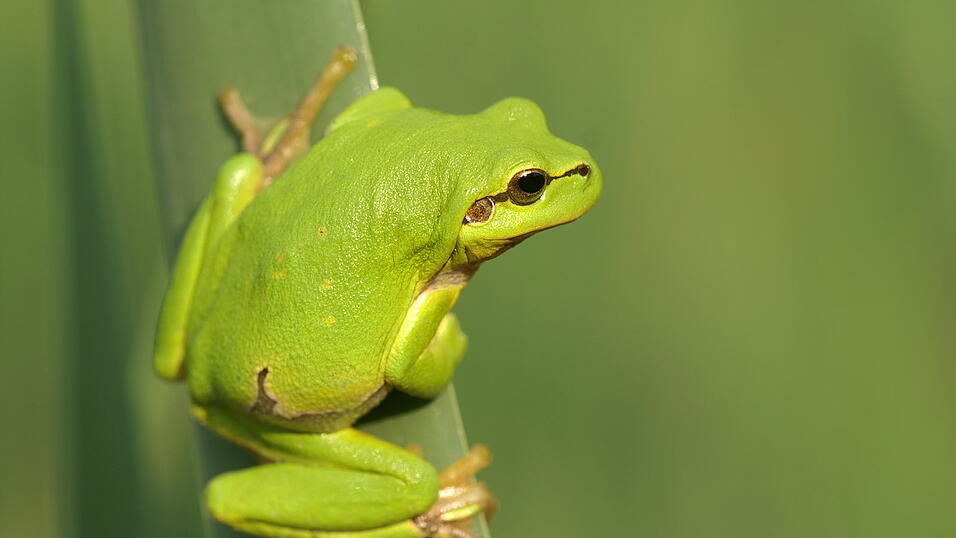 F&uuml;r den Laubfrosch, eine Zielart des Projekts, soll im Labertal mehr Lebensraum geschaffen werden.