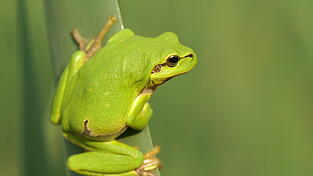 Für den Laubfrosch, eine Zielart des Projekts, soll im Labertal mehr Lebensraum geschaffen werden. Für den Laubfrosch, eine Zielart des Projekts, soll im Labertal mehr Lebensraum geschaffen werden.