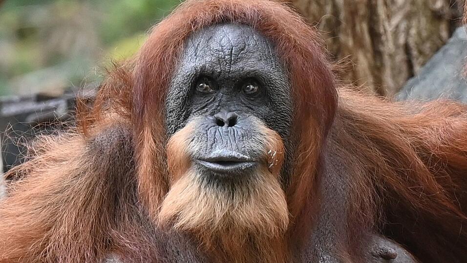 Seit mehr als 60 Jahren lebt Bella schon im Tierpark Hagenbeck - dank menschlicher Pflege und medizinischer Versorgung. Seit mehr als 60 Jahren lebt Bella schon im Tierpark Hagenbeck - dank menschlicher Pflege und medizinischer Versorgung.