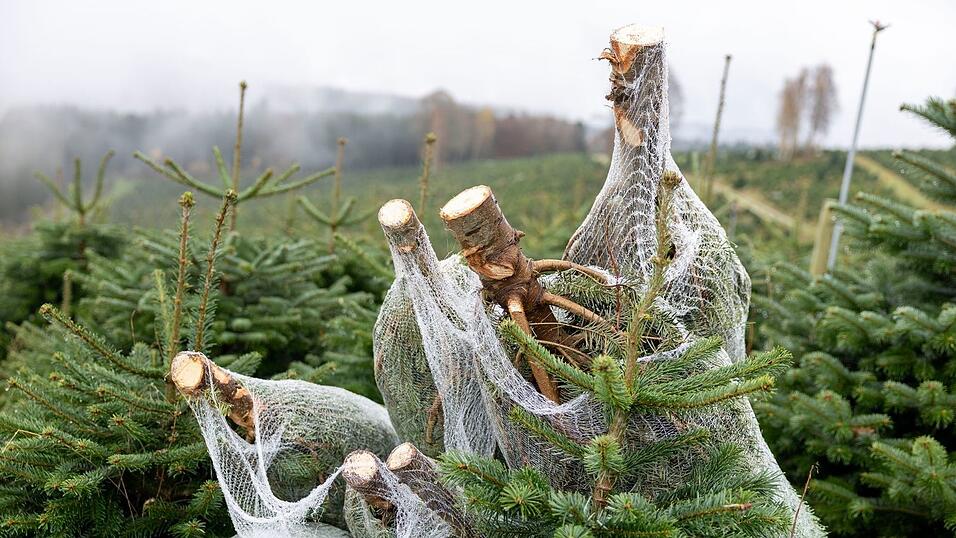 Hauptregion für den Anbau bayerischer Weihnachtsbäume ist der Norden des Freistaats.