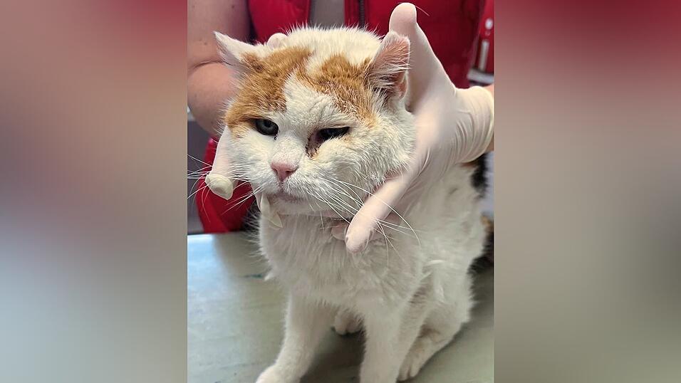 Daisy war total abgemagert und hatte entzündete Augen. Daisy war total abgemagert und hatte entzündete Augen.