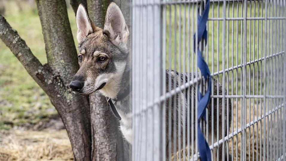 Die drei Wolfhunde, die im August 2025 einen Geistlichen angegriffen haben, sollen mit ihrem neuen Besitzer zu einem Osterbesuch in die Gemeinde zur&uuml;ckkehren.