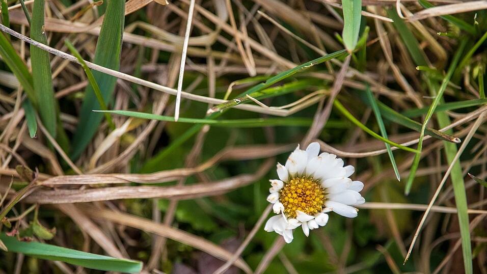 Die Natur zum Frühlingsanfang in Straubing - eine Fototour.