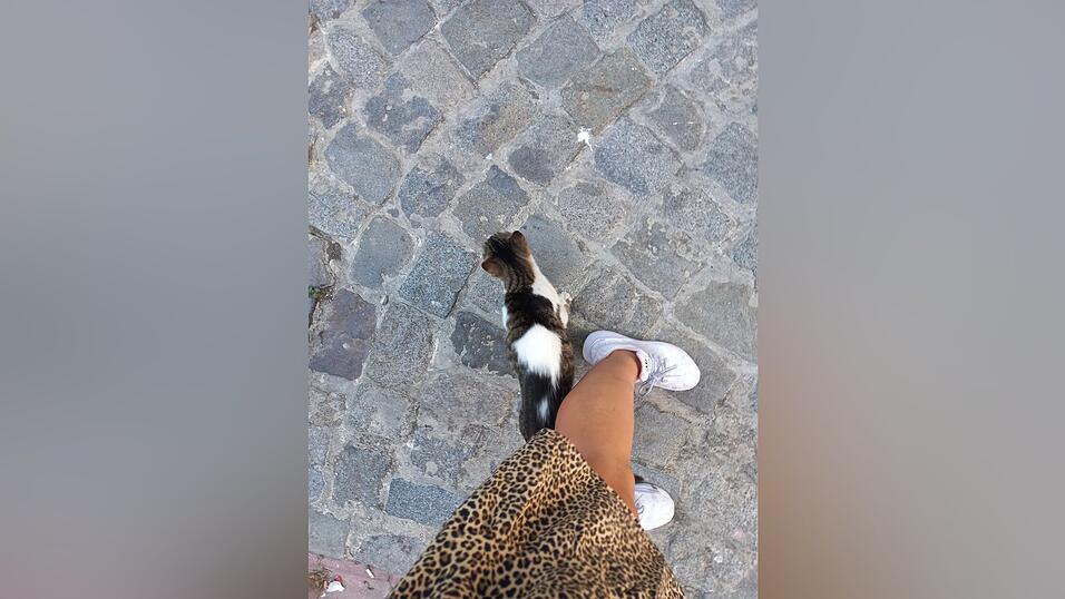 Man trifft sie wirklich überall an: Katzen in Istanbul.