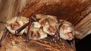 Das gro&szlig;e Mausohr hat es sich gem&uuml;tlich gemacht.