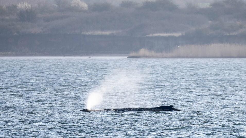 Der in der Ostsee liegende Wal besch&auml;ftigt seit Tagen Menschen in zahlreichen L&auml;ndern. (Archivbild)