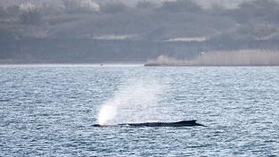 Der in der Ostsee liegende Wal beschäftigt seit Tagen Menschen in zahlreichen Ländern. (Archivbild) Der in der Ostsee liegende Wal beschäftigt seit Tagen Menschen in zahlreichen Ländern. (Archivbild)
