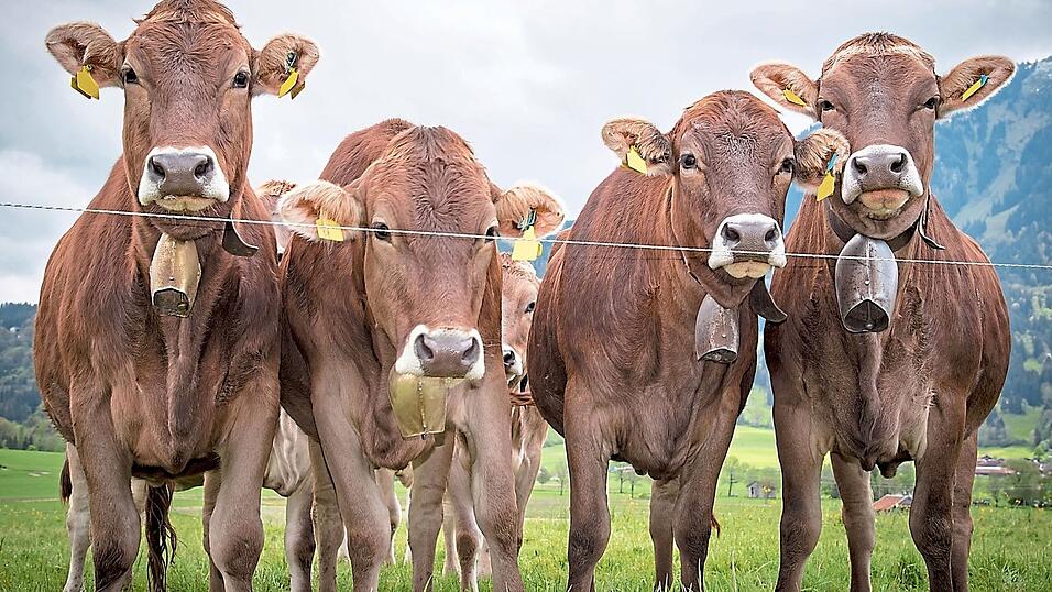 Wir sollen schuld sein? Leider ja - K&uuml;he produzieren bis zu 500 Liter Methan am Tag. Doch das k&ouml;nnte sich mit Saba&szlig;&rsquo; Forschung &auml;ndern.