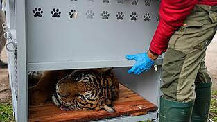 Ein Tiger liegt in einer Transportkiste vor seiner Verlegung in ein Schutzgebiet in Südafrika. Ein Tiger liegt in einer Transportkiste vor seiner Verlegung in ein Schutzgebiet in Südafrika.