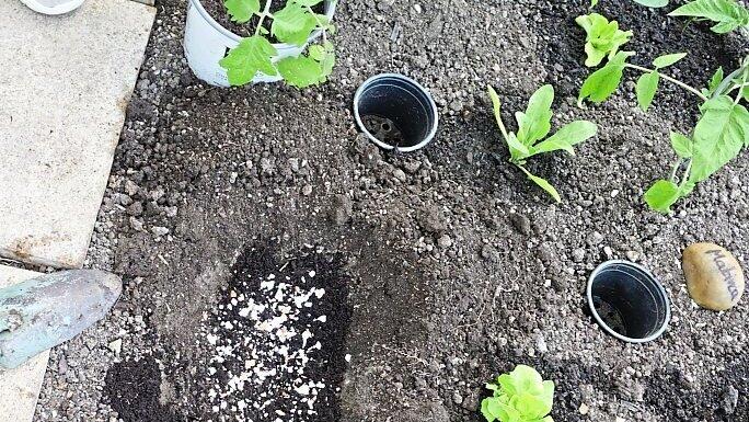 F&uuml;r die Tomate wird ein flaches Loch mit Eierschalen, Kompost und Muttererde vorbereitet. Jede Pflanze bekommt ein &bdquo;Bew&auml;sserungst&ouml;pfchen.&ldquo;