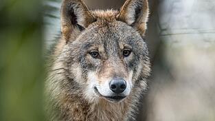 Der Fund eines toten Wolfes besch&auml;ftigt demn&auml;chst das Amtsgericht Cham. Der Streit zwischen Natursch&uuml;tzern und J&auml;gern geht indes weiter.