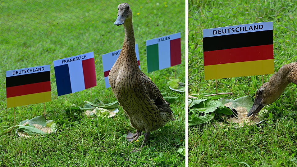 Von welchem Teller frisst Laufente Paula? Das entscheidet &uuml;ber Sieg und Niederlage bei unserem EM-Orakel.