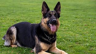 Der Schäferhund war vom Grundstück seines Herrchens ausgebüxt. (Symbolbild) Der Schäferhund war vom Grundstück seines Herrchens ausgebüxt. (Symbolbild)