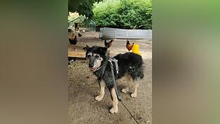 Wer Angsthund Pauli sieht, sollte ihn nicht versuchen zu fangen und ihn auch nicht ansprechen. Wer Angsthund Pauli sieht, sollte ihn nicht versuchen zu fangen und ihn auch nicht ansprechen.