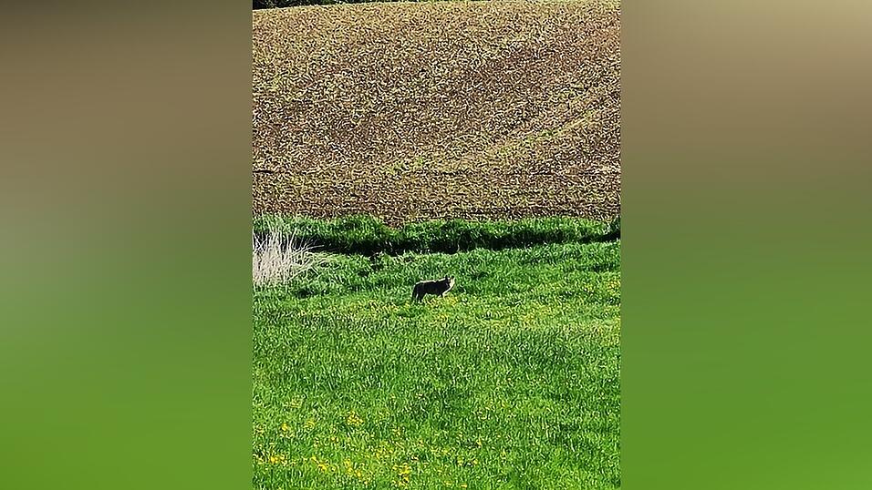 Etwa 70 Meter vom Straßenrand entfernt sah sie das Tier stehen. Etwa 70 Meter vom Straßenrand entfernt sah sie das Tier stehen.
